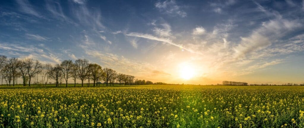 Uitzicht over een bloeiend koolzaadveld met gele bloemen bij zonsondergang, met een rij kale bomen aan de horizon onder een blauwe lucht met sierlijke wolken.