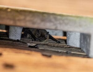 Vleermuis schuilt onder dakconstructie