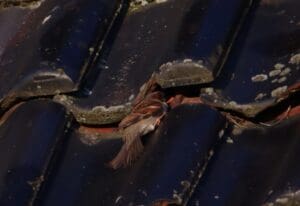 Mus lijkt te verdwijnen tussen donkergekleurde dakpannen