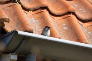 Mus zit op dakgoot van pannendak